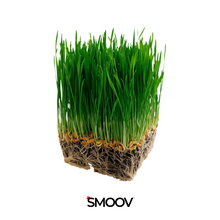 Load image into Gallery viewer, SMOOV is North America's Source for High Quality &amp; Most Reasonably Priced Superfood Powders!